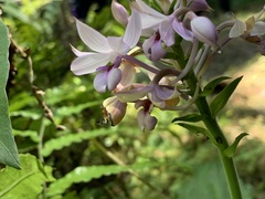 Calanthe masuca
