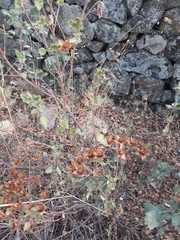 Cistus salviifolius
