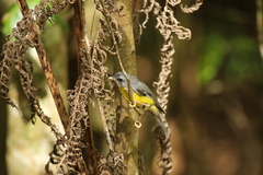 Eopsaltria australis