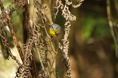 Eopsaltria australis