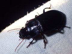 Harpalus