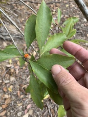 Pittosporum ferrugineum