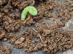 Phlogophora meticulosa