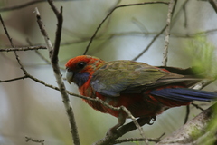 Platycercus elegans