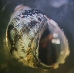 Echinolittorina placida