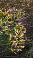 Leucadendron
