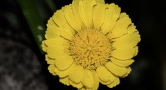 Baileya multiradiata