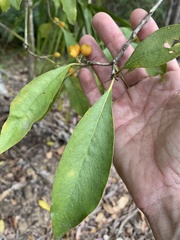Pittosporum ferrugineum