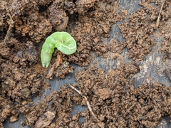 Phlogophora meticulosa