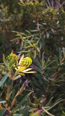 Leucadendron