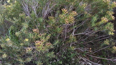 Leucadendron
