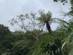 Aralia decaisneana
