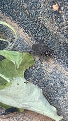 Velarifictorus micado