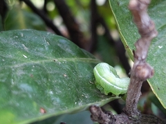 Phlogophora meticulosa