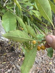 Pittosporum ferrugineum
