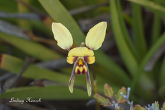 Diuris conspicillata