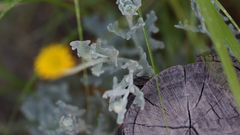 Baileya multiradiata