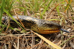 Tiliqua nigrolutea