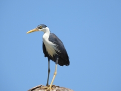 Egretta picata