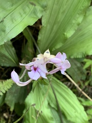 Calanthe masuca