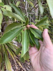 Pittosporum ferrugineum