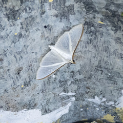 Cydalima laticostalis