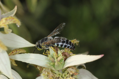 Bembix americana spinolae