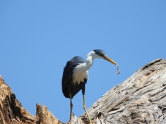 Egretta picata