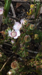 Drosanthemum hispifolium