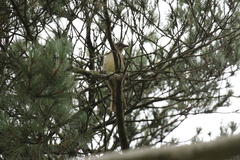 Ptilonorhynchus violaceus