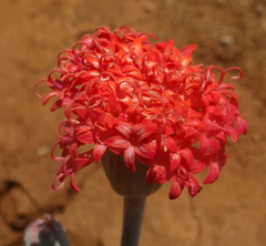 Kleinia fulgens