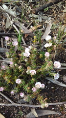 Drosanthemum hispifolium