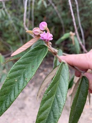 Seringia corollata