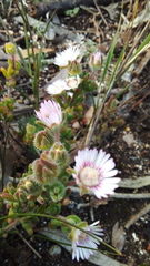 Drosanthemum hispifolium
