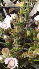 Drosanthemum hispifolium