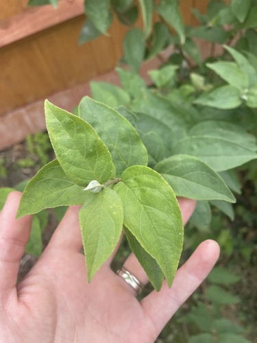 Deutzia scabra iNat (3)