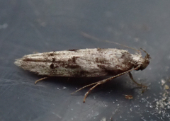 Coleotechnites atrupictella