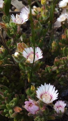 Drosanthemum hispifolium