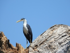 Egretta picata