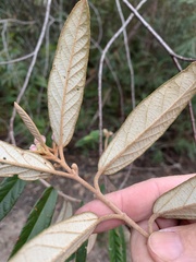 Seringia corollata