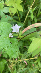 Ipomoea lacunosa