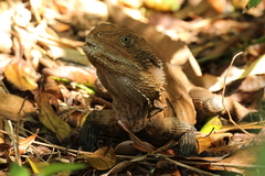 Intellagama lesueurii