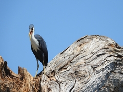 Egretta picata