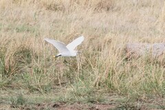 Egretta garzetta garzetta
