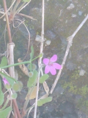 Erodium malacoides
