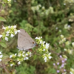 Deudorix epijarbas