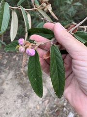 Seringia corollata