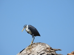 Egretta picata