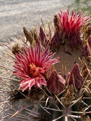 Ferocactus emoryi