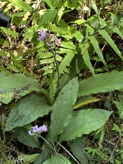 Calanthe masuca